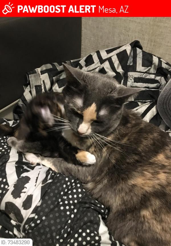 Lost Female Cat last seen dobson and main, Mesa, AZ 85202
