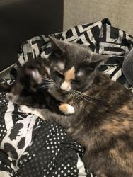 Lost Female Cat last seen dobson and main, Mesa, AZ 85202