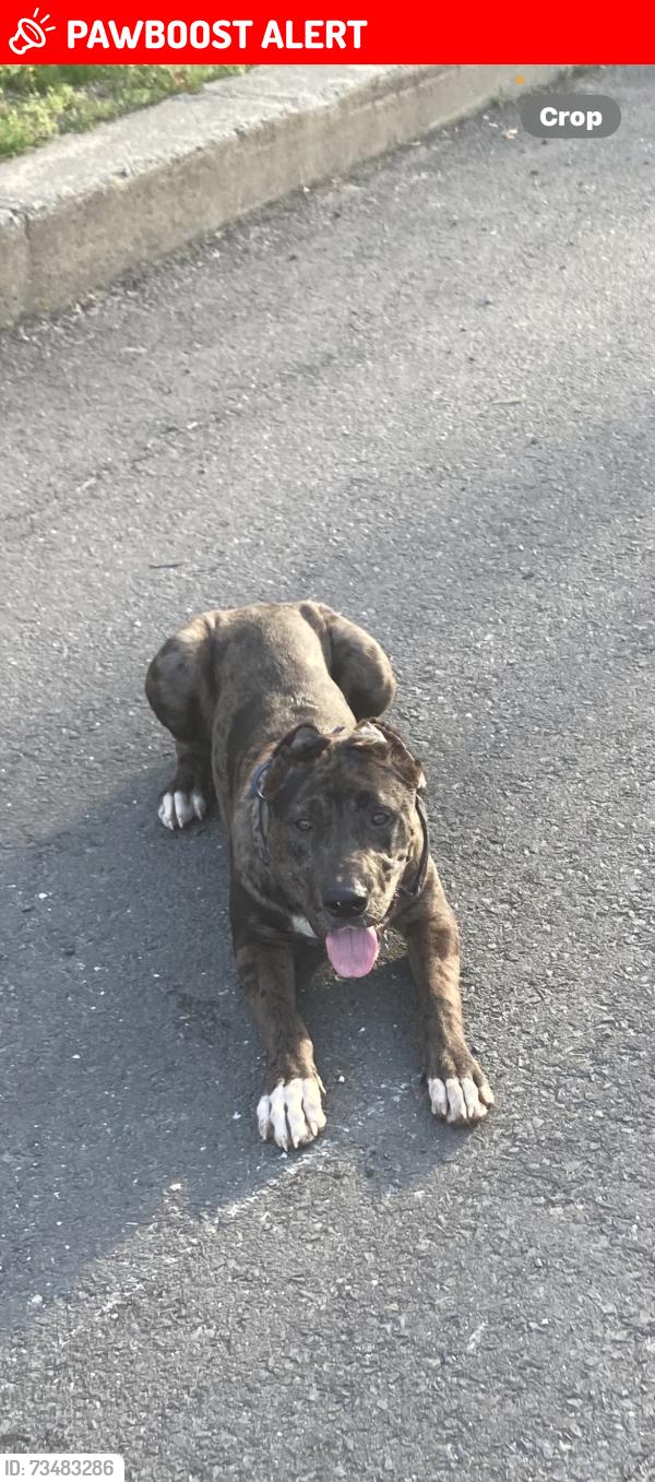 Lost Male Dog last seen Stratton drive, North Charleston, SC 29420