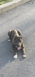 Lost Male Dog last seen Stratton drive, North Charleston, SC 29420