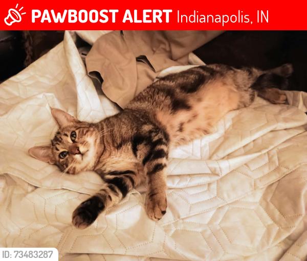 Lost Male Cat last seen Combs and Stop 11 Southern Trails neighborhood, Indianapolis, IN 46237