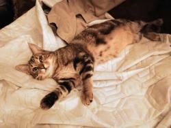 Lost Male Cat last seen Combs and Stop 11 Southern Trails neighborhood, Indianapolis, IN 46237