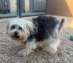 Shelter Stray Male Dog last seen Near BLOCK W 114TH AVE, 12155 Park Blvd, Brighton, CO 80601, USA