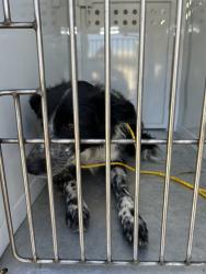 Shelter Stray Male Dog last seen ELVERTA RD/RIO LINDA BLVD, 95626, 3839 Bradshaw Rd, Sacramento, CA 95827, USA