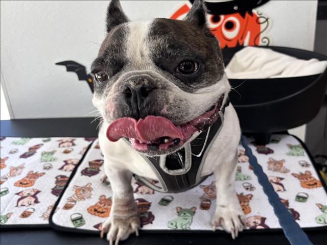 Shelter Stray Male Dog last seen , 957 N Gaffey St, San Pedro, CA 90731, USA