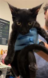 Shelter Stray Male Cat last seen CANAL/ALFRED HARREL HWY BAKERSFIELD CA 93308, 3951 Fruitvale Ave, Bakersfield, CA 93308, USA