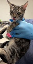 Shelter Stray Male Cat last seen CANAL/ALFRED HARREL HWY BAKERSFIELD CA 93308, 3951 Fruitvale Ave, Bakersfield, CA 93308, USA