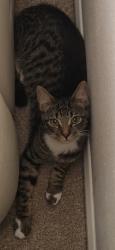 Lost Male Cat last seen Cm0 7ha, Essex, England CM0 7HA