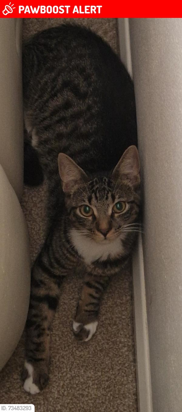Lost Male Cat last seen Cm0 7ha, Essex, England CM0 7HA
