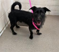 Shelter Stray Male Dog last seen CHERRY X LIVE OAK, 333 Chandler Pl, San Bernardino, CA 92408, USA