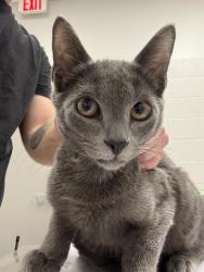 Shelter Stray Male Cat last seen Near, 5001 E Raymond St, Indianapolis, IN 46203, USA
