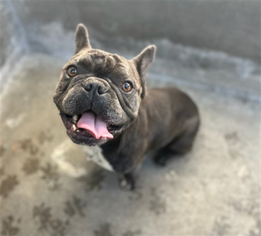 Shelter Stray Male Dog last seen , 3201 Lacy St, Los Angeles, CA 90031, USA