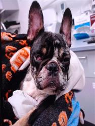 Shelter Stray Female Dog last seen HYDE ST / LARKIN ST, 1419 Bryant St, San Francisco, CA 94103, USA