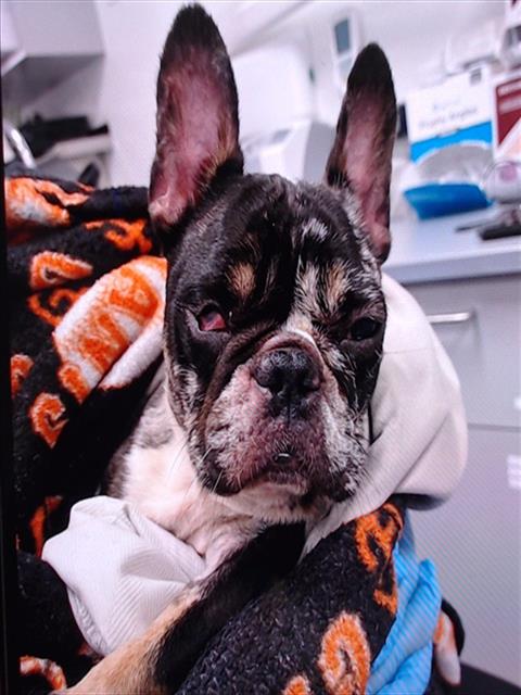 Shelter Stray Female Dog last seen HYDE ST / LARKIN ST, 1419 Bryant St, San Francisco, CA 94103, USA