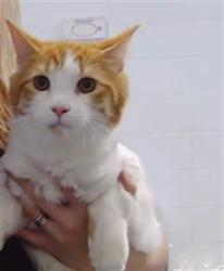 Shelter Stray Male Cat last seen CHARLOTTE, 8315 Byrum Dr, Charlotte, NC 28217, USA