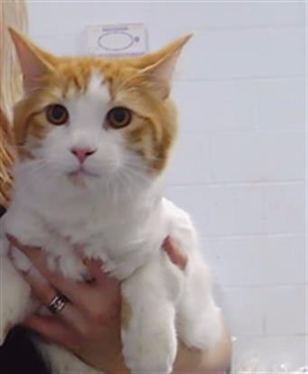Shelter Stray Male Cat last seen CHARLOTTE, 8315 Byrum Dr, Charlotte, NC 28217, USA