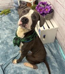 Shelter Stray Male Dog last seen Near BLOCK JAMES CT, DETROIT MI 48213, 1431 E Ferry St, Detroit, MI 48211, USA