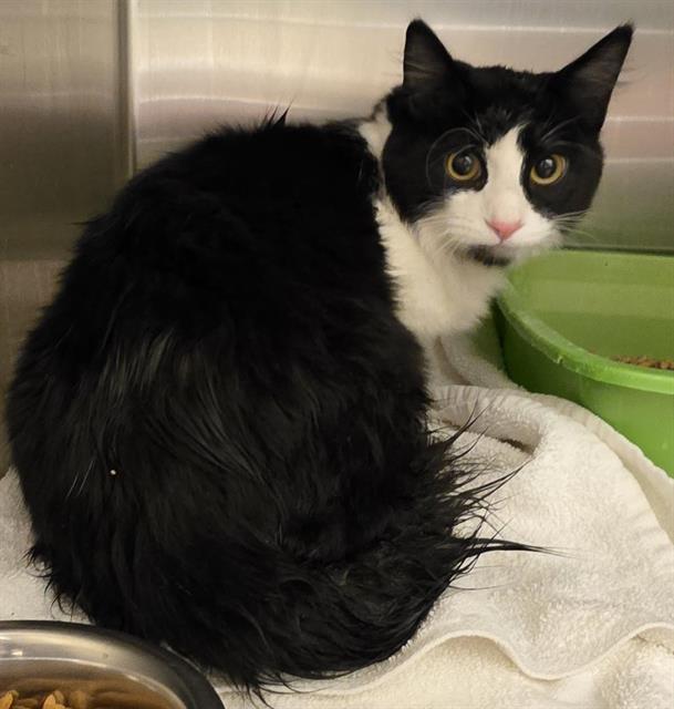 Shelter Stray Male Cat last seen Near BLOCK S 4800 W, WEST VALLEY CITY UT 84120, 4522 W 3500 S, West Valley City, UT 84120, USA