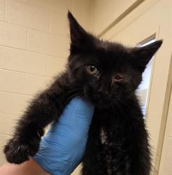 Shelter Stray Male Cat last seen Near BLOCK S 4800 W, WEST VALLEY CITY UT 84120, 4522 W 3500 S, West Valley City, UT 84120, USA
