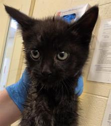 Shelter Stray Male Cat last seen Near BLOCK S 4800 W, WEST VALLEY CITY UT 84120, 4522 W 3500 S, West Valley City, UT 84120, USA