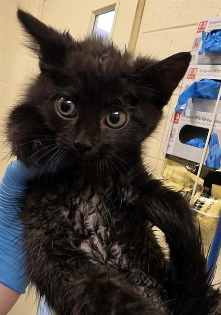 Shelter Stray Female Cat last seen Near BLOCK S 4800 W, WEST VALLEY CITY UT 84120, 4522 W 3500 S, West Valley City, UT 84120, USA