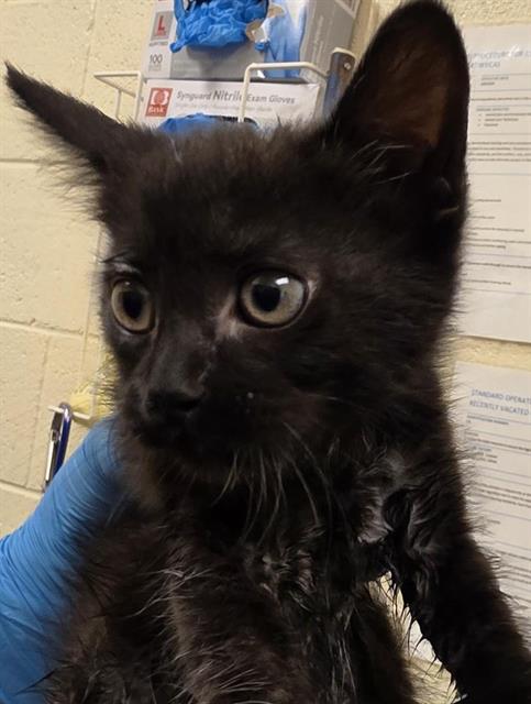 Shelter Stray Male Cat last seen Near BLOCK S 4800 W, WEST VALLEY CITY UT 84120, 4522 W 3500 S, West Valley City, UT 84120, USA