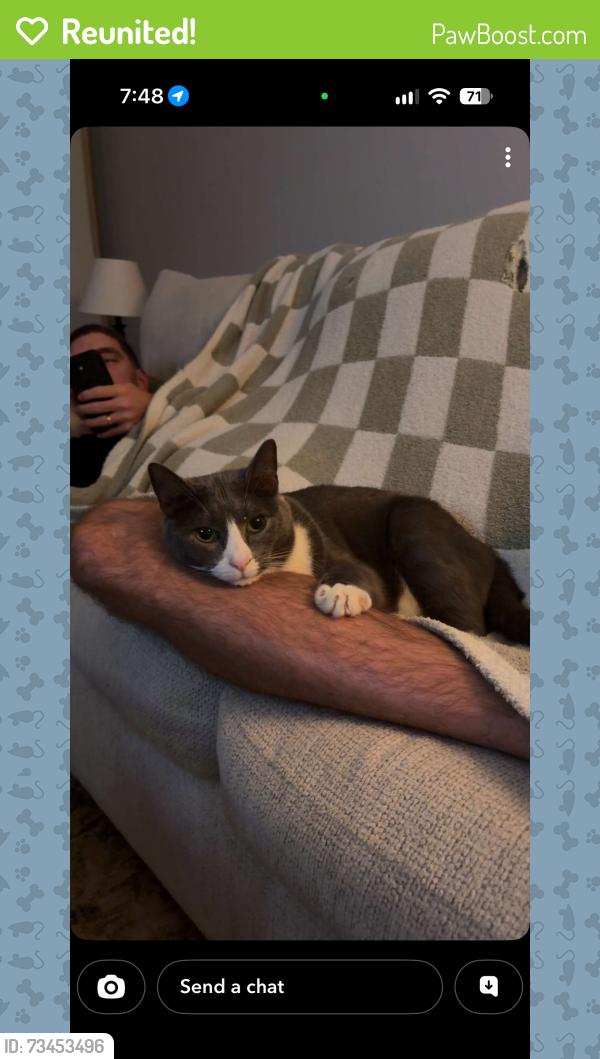 Reunited Male Cat last seen Lorain Rd and w 219th Street, Fairview Park, OH 44126