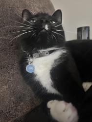 Reunited Male Cat last seen Missouri Ave, Vernonia, OR 97064