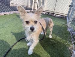 Shelter Stray Male Dog last seen 27TH AVE AND INDIAN SCHOOL RD, 2500 S 27th Ave, Phoenix, AZ 85009, USA