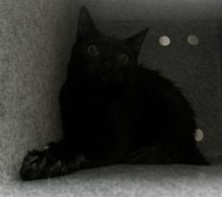 Shelter Stray Unknown Cat last seen DOLARWAY ST/SF, 232 Eslinger Way, Sanford, FL 32773, USA
