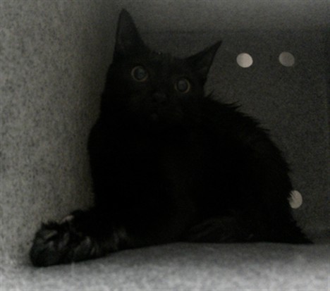 Shelter Stray Unknown Cat last seen DOLARWAY ST/SF, 232 Eslinger Way, Sanford, FL 32773, USA