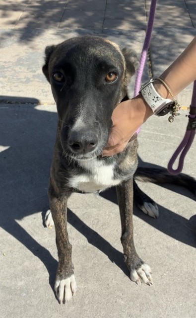 Shelter Stray Female Dog last seen W TONTO ST AND S 37TH DR, 2500 S 27th Ave, Phoenix, AZ 85009, USA