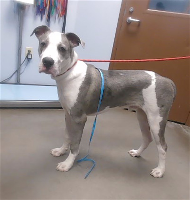 Shelter Stray Male Dog last seen 91ST AVE AND CAMELBCK RD, 2500 S 27th Ave, Phoenix, AZ 85009, USA
