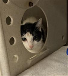 Shelter Stray Unknown Cat last seen DOLARWAY, SF, 232 Eslinger Way, Sanford, FL 32773, USA