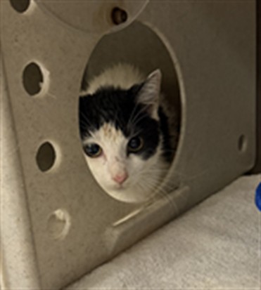 Shelter Stray Unknown Cat last seen DOLARWAY, SF, 232 Eslinger Way, Sanford, FL 32773, USA