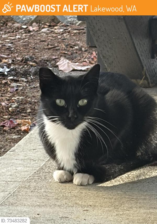 Found/Stray Male Cat last seen Near 146th st sw Lakewood wa, Lakewood, WA 98439