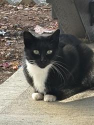 Found/Stray Male Cat last seen Near 146th st sw Lakewood wa, Lakewood, WA 98439