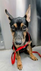 Shelter Stray Female Dog last seen Near BLK BEEHAN ST BAKERFIELD, 201 S Mt Vernon Ave, Bakersfield, CA 93307, USA