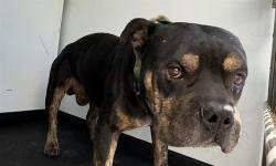 Shelter Stray Male Dog last seen QUINCY ST/ KERN ST, BAKERSFIELD, CA, 201 S Mt Vernon Ave, Bakersfield, CA 93307, USA