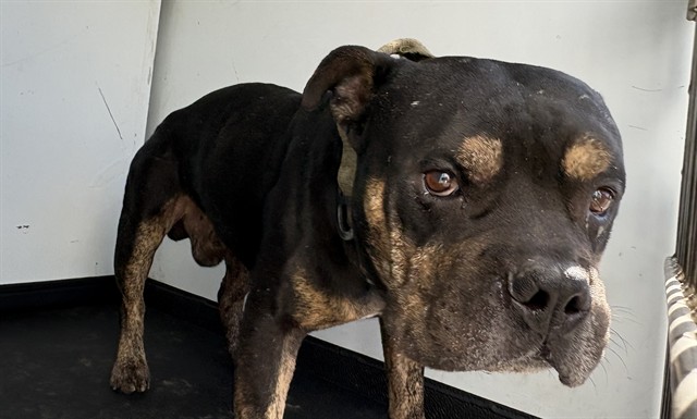 Shelter Stray Male Dog last seen QUINCY ST/ KERN ST, BAKERSFIELD, CA, 201 S Mt Vernon Ave, Bakersfield, CA 93307, USA