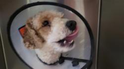Shelter Stray Male Dog last seen , 4000 N Silverbell Rd, Tucson, AZ 85745, USA
