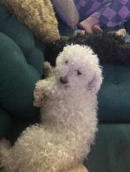 Reunited Male Dog last seen Lowe’s, Spring Hill, TN 37174