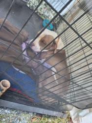 Reunited Male Dog last seen Kings Creek School, Lenoir, NC 28645