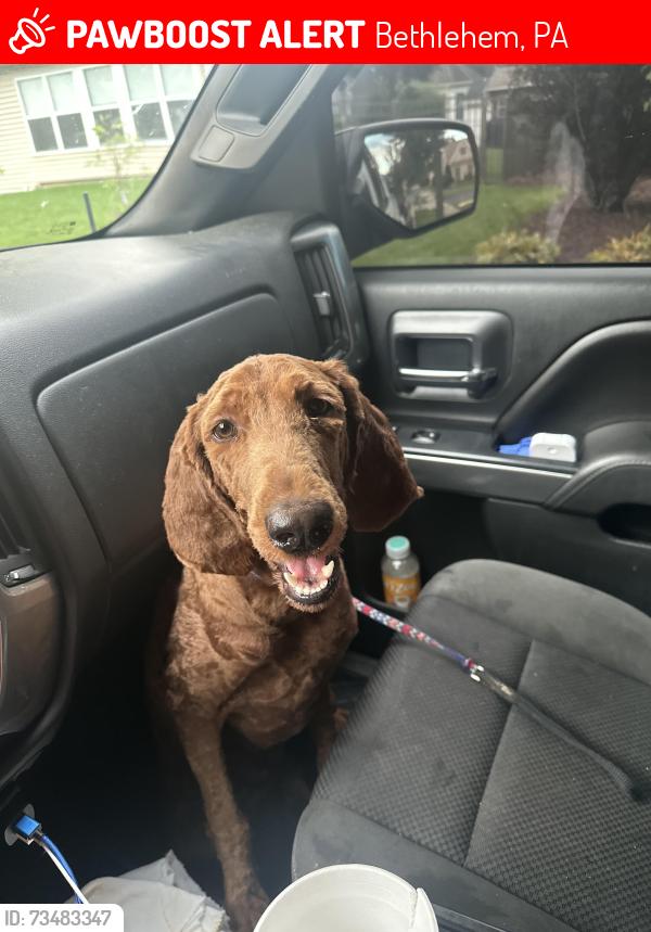 Lost Female Dog last seen Easton Ave and butztown rd, Bethlehem, PA 18017