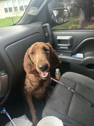 Lost Female Dog last seen Easton Ave and butztown rd, Bethlehem, PA 18017