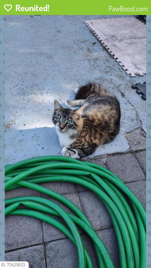 Reunited Male Cat last seen Glencoe Dr and Beach Blvd, Huntington Beach, CA 92647