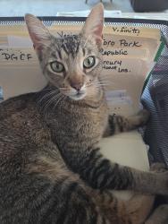 Lost Male Cat last seen Pisa, Salinas, CA 93905