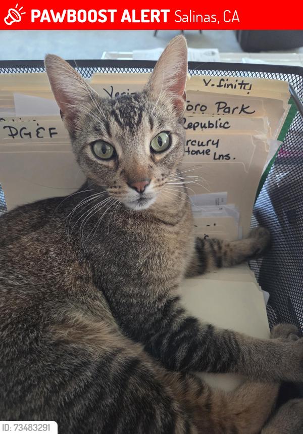 Lost Male Cat last seen Pisa, Salinas, CA 93905