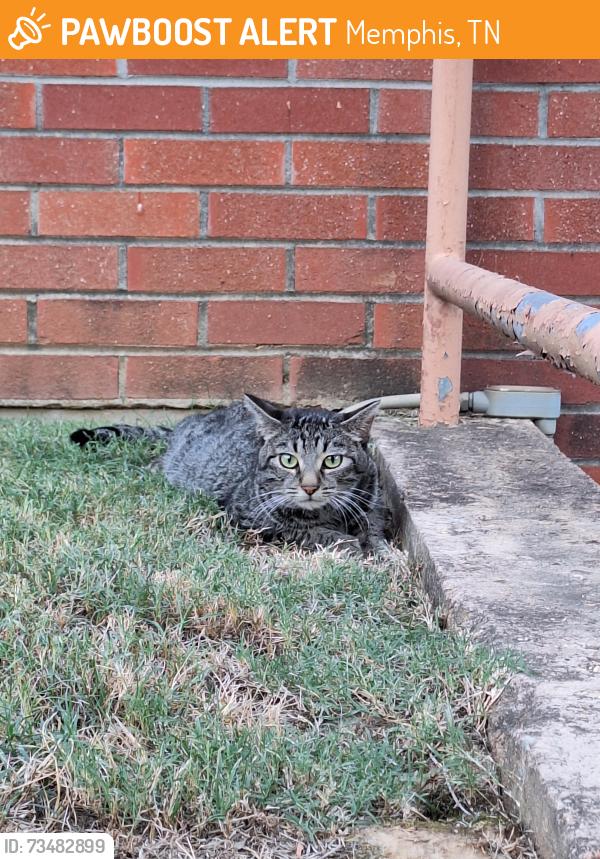 Found/Stray Male Cat last seen Roulhac's Preschool, Memphis, TN 38120