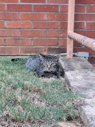 Found/Stray Male Cat last seen Roulhac's Preschool, Memphis, TN 38120